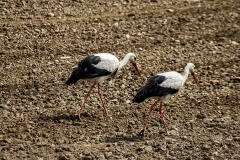 118529062_2751726685148853_4442790245171908635_n