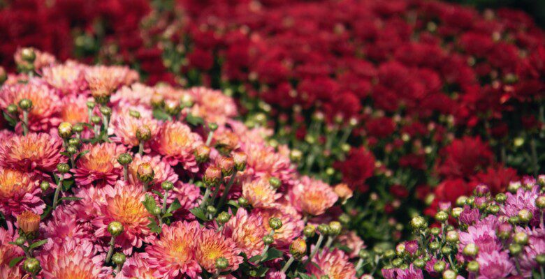 Bukiety czerwonych kwiatów