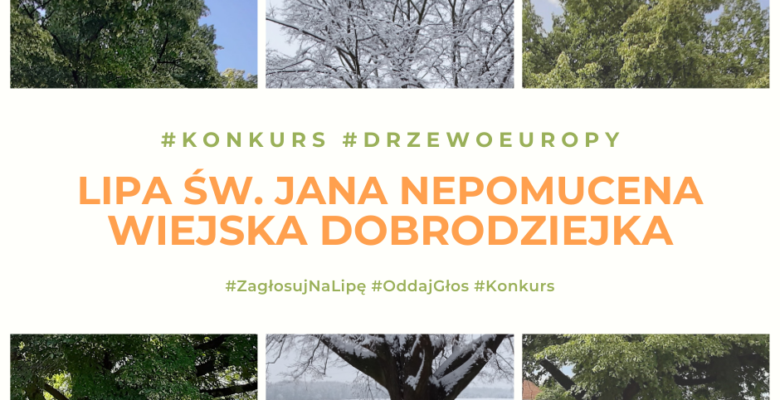 Zdjęcie porezentujące Lipę Św. jana Nepomucena.