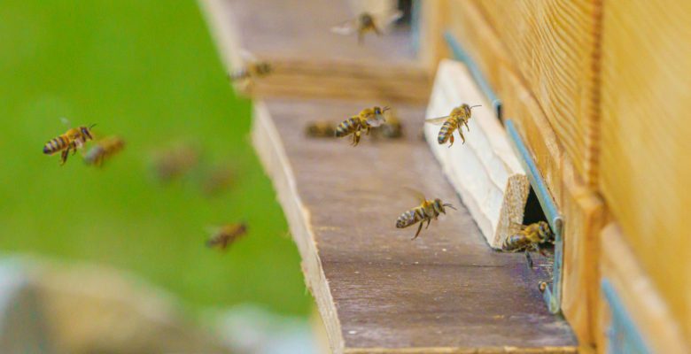 Problemy pszczół i dzikich zapylaczy!