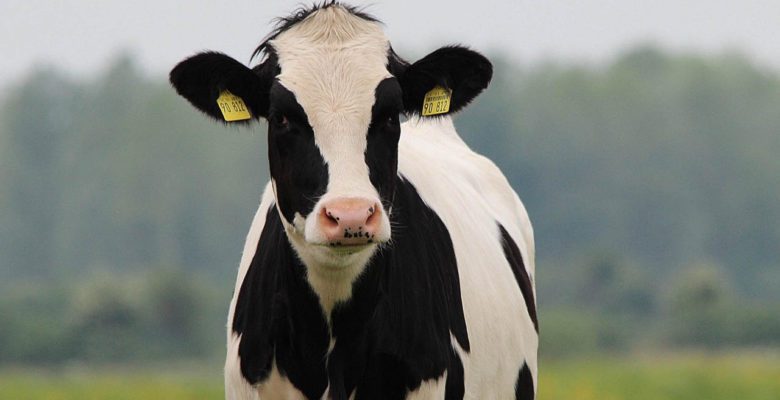 Bezpłatne webinary o systemie QMP – zaproszenie dla hodowców bydła mięsnego